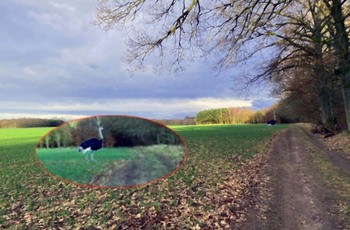 strus widant